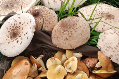 544901146_3391177834353538_895679678651298965_n