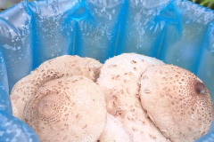 545205583_3391177771020211_2141880487798284734_n